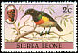 Olive-bellied Sunbird Cinnyris chloropygius  1980 Birds 