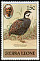 Blue Quail Synoicus adansonii  1980 Birds 