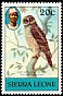African Wood Owl Strix woodfordii  1980 Birds 