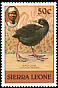 Black Crake Zapornia flavirostra  1980 Birds 