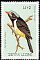 Red-billed Helmetshrike Prionops caniceps