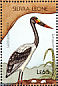 Saddle-billed Stork Ephippiorhynchus senegalensis  1988 Birds  MS MS