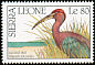 Glossy Ibis Plegadis falcinellus  1990 Birds 