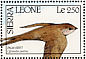 African Palm Swift Cypsiurus parvus