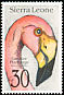 Greater Flamingo Phoenicopterus roseus