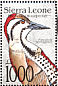 Fire-bellied Woodpecker Chloropicus pyrrhogaster  1992 Birds  MS