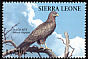 Yellow-billed Kite Milvus aegyptius  1994 Birds 