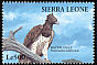 Martial Eagle Polemaetus bellicosus  1994 Birds 