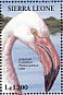 Greater Flamingo Phoenicopterus roseus  1994 Birds  MS