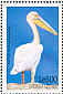 Great White Pelican  Pelecanus onocrotalus