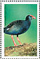 African Swamphen Porphyrio madagascariensis