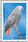 Grey Parrot  Psittacus erithacus