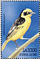 Baglafecht Weaver Ploceus baglafecht  1999 Birds of Africa  MS MS