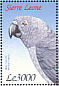 Grey Parrot Psittacus erithacus