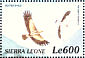 Booted Eagle Hieraaetus pennatus  2000 Birds of Africa Sheet