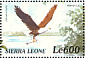 African Fish Eagle Icthyophaga vocifer