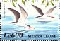 African Skimmer Rynchops flavirostris  2000 Birds of Africa Sheet