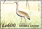 Hartlaub's Bustard Lissotis hartlaubii