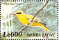 African Golden Oriole  Oriolus auratus