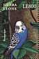 Budgerigar Melopsittacus undulatus