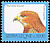 Red-necked Buzzard Buteo auguralis  2002 Imprint 2002 on 1992.05, 1999.02 