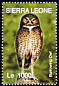 Burrowing Owl Athene cunicularia  2004 Beautiful birds of the world 