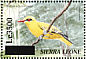 African Golden Oriole  Oriolus auratus