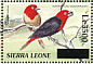 Black-bellied Seedcracker Pyrenestes ostrinus  2008 Surcharge on 2000.06 Sheet