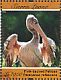 Pink-backed Pelican Pelecanus rufescens  2011 Seabirds of West Africa Sheet