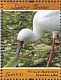 African Spoonbill  Platalea alba