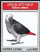 Grey Parrot Psittacus erithacus