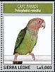 Cape Parrot Poicephalus robustus