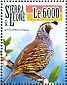 California Quail Callipepla californica  2015 Protected birds Sheet