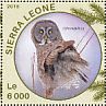 Great Grey Owl Strix nebulosa