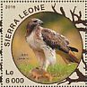 Red-tailed Hawk Buteo jamaicensis  2016 Hawks Sheet