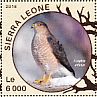 Sharp-shinned Hawk Accipiter striatus  2016 Hawks Sheet