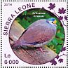 Sulawesi Ground Dove Gallicolumba tristigmata  2016 Doves Sheet