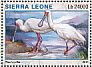 African Spoonbill Platalea alba  2016 Selous game reserve  MS