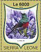 Greater Double-collared Sunbird Cinnyris afer  2016 Sunbirds Sheet