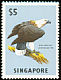 White-bellied Sea Eagle Haliaeetus leucogaster  1963 Birds wmk upright