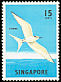 Black-naped Tern Sterna sumatrana