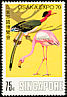 American Flamingo Phoenicopterus ruber