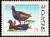 Common Moorhen Gallinula chloropus  1984 Coastal birds 