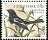 Oriental Magpie-Robin Copsychus saularis