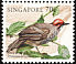 Straw-headed Bulbul Pycnonotus zeylanicus  1998 Songbirds 