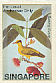 Black-naped Oriole Oriolus chinensis  2002 William Farquhar collection Sheet, sa