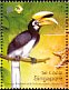 Oriental Pied Hornbill Anthracoceros albirostris