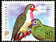 Jambu Fruit Dove Ptilinopus jambu