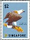 White-bellied Sea Eagle Icthyophaga leucogaster