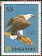 White-bellied Sea Eagle Icthyophaga leucogaster